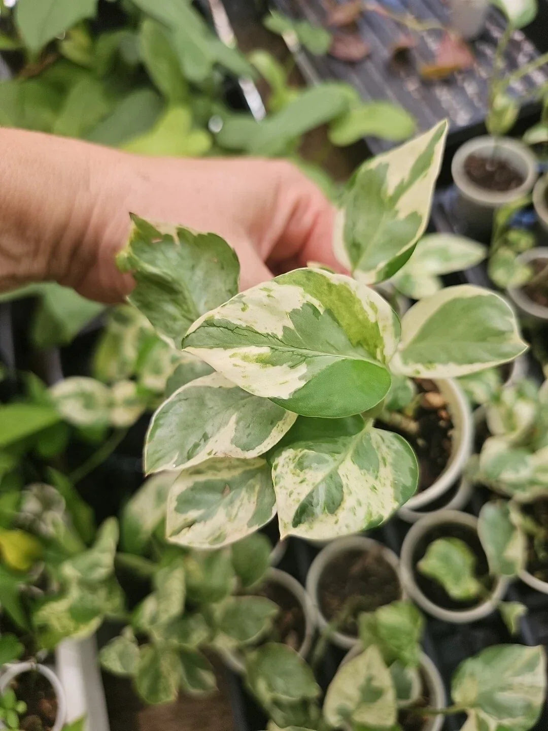Rooted Live Pothos Plant Pearl and Jade - Epipremnum aureum Indoor Houseplant