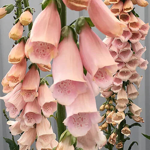 Foxglove Seeds - Apricot Beauty Digitalis purpurea - Non-GMO Flower Seeds for Garden Borders & Pollinator Attracting
