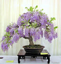 Purple Chinese Wisteria Seedling Live Plant - 3+ Years Old, Wisteria sinensis, Climbing Vine for Garden, Fragrant Purple Blooms