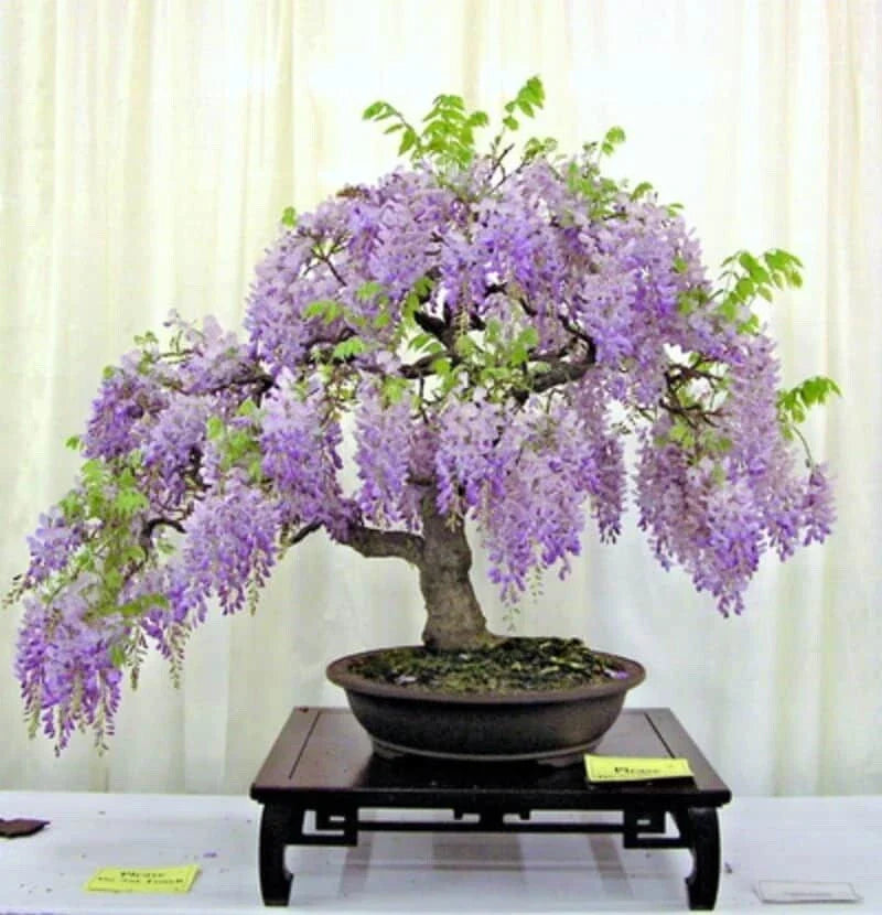 Purple Chinese Wisteria Seedling Live Plant - 3+ Years Old, Wisteria sinensis, Climbing Vine for Garden, Fragrant Purple Blooms