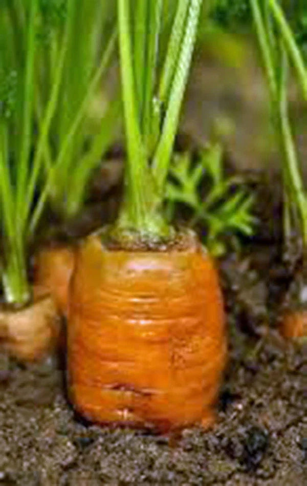 Organic Carrot Seeds - Heirloom Danvers 126, Non-GMO Vegetable Seeds, 50+ Pack, Root Vegetable, Full Sun, Daucus carota