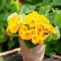 Alaska Gold Nasturtium Seeds - 50+ Tropaeolum majus Garden Flower Pack for Bright Yellow Blooms