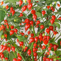 Pimenta Biquinho Sweet Pepper Seeds – Heirloom, Non-GMO, 25+ Pack, Capsicum chinense, for Home Garden & Container Planting