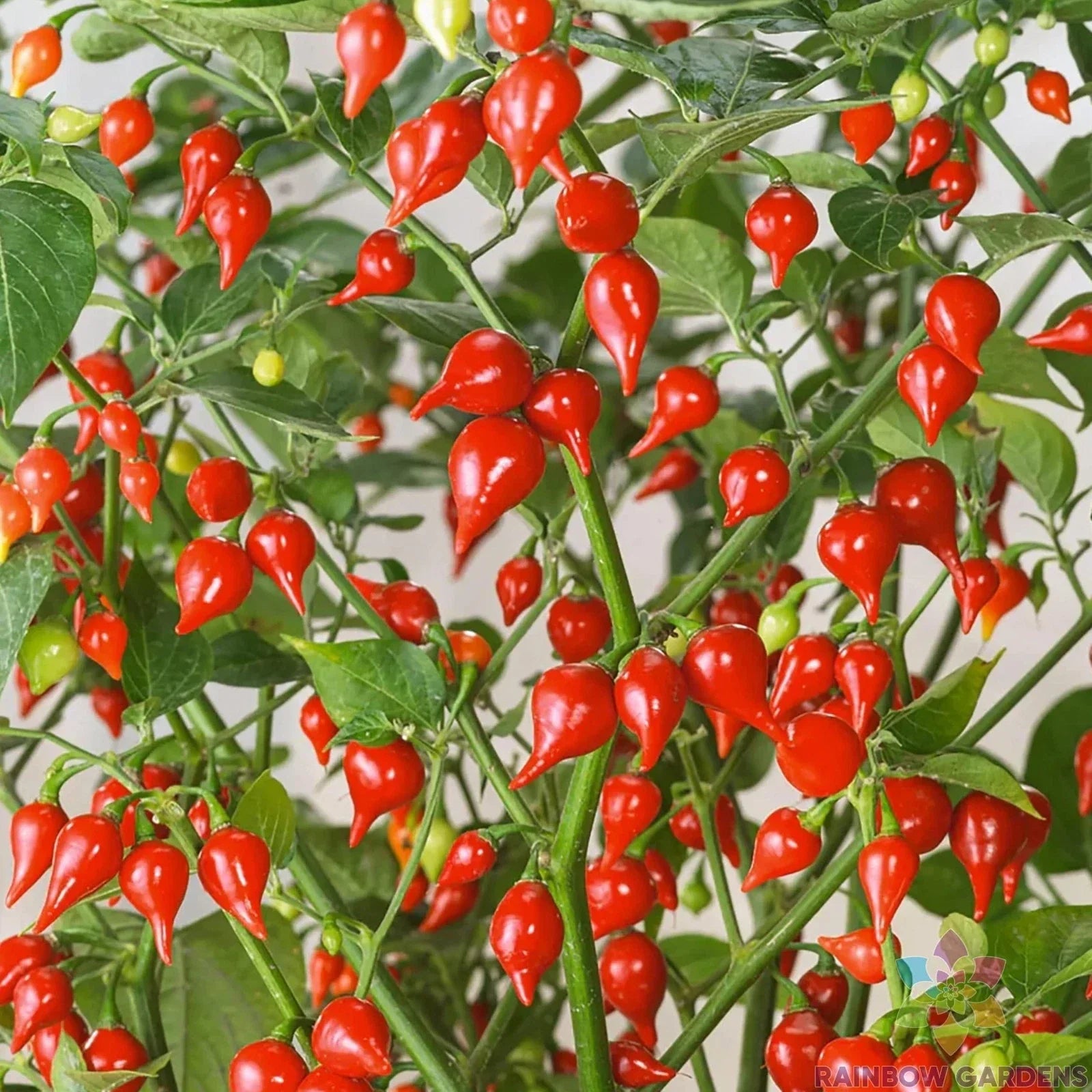 Pimenta Biquinho Sweet Pepper Seeds – Heirloom, Non-GMO, 25+ Pack, Capsicum chinense, for Home Garden & Container Planting