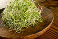 Red Clover Sprout Seeds 500 Count - Trifolium pratense for Indoor Sprouting, Nutrient-Rich, Easy to Grow