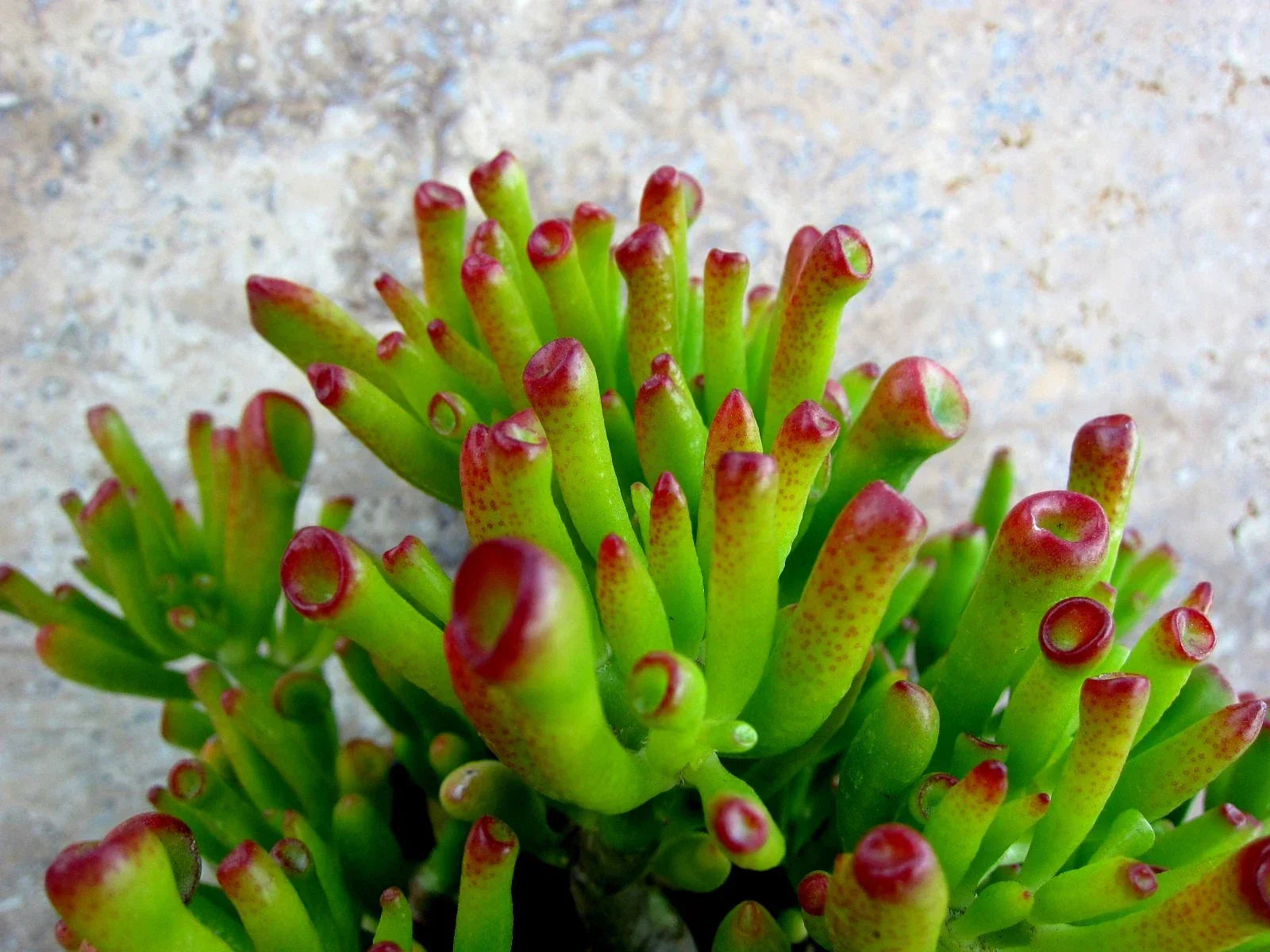 Crassula Ovata Gollum Sea Anemone Jade Succulent Cuttings – 2 Indoor/Outdoor Propagation Plants