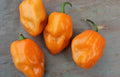 Super-Hot Orange Habanero Pepper Seeds – 25 Capsicum chinense, High Yield, Spicy Flavor, Fresh Seeds for Sauces & Salsas