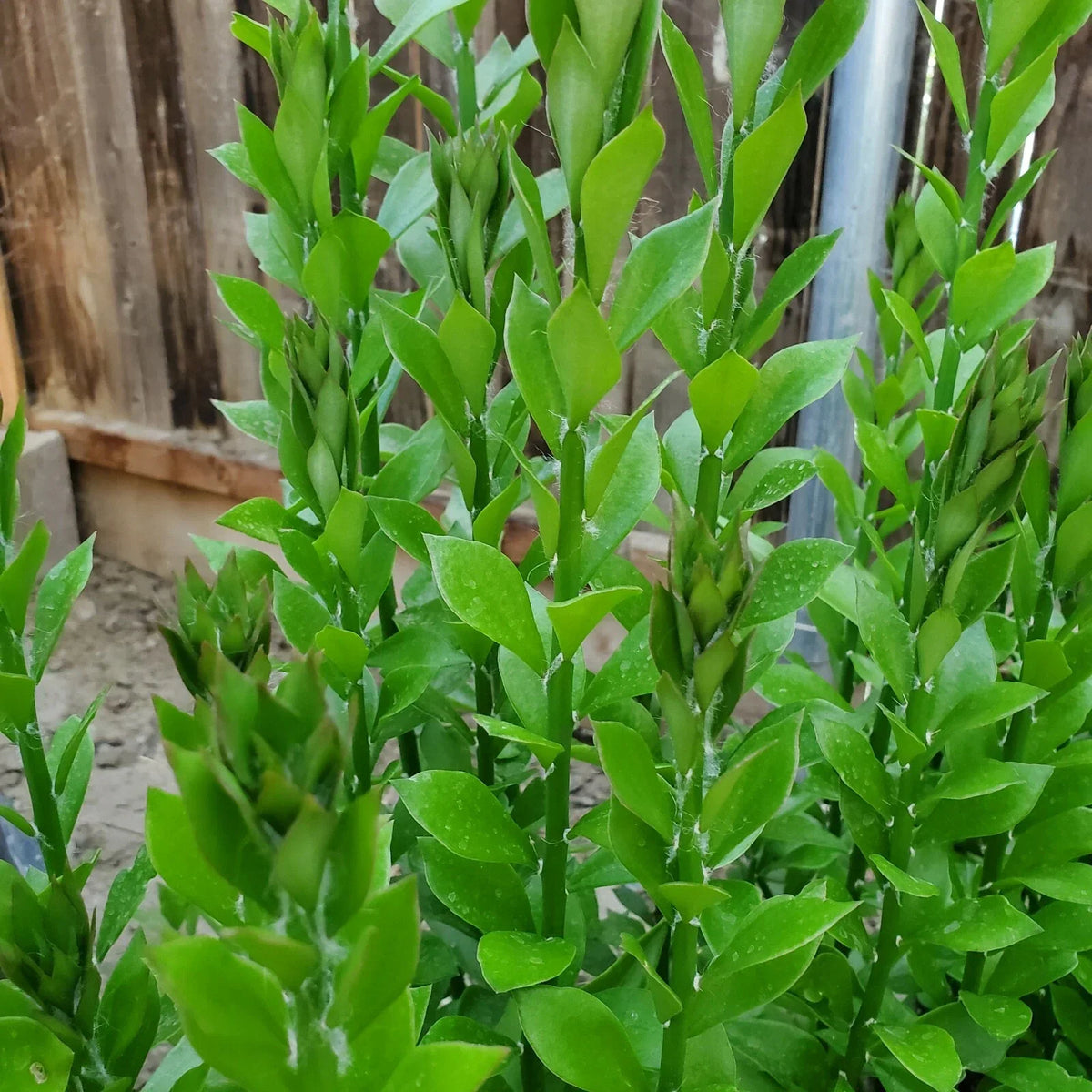 Pereskiopsis Spathulata Grafting Stock Cuttings - 4-5 Inch - Qty 10