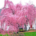 Weeping Sakura Cherry Blossom Tree Seeds - Prunus serrulata 'Pendula' - Fast Growing, Hardy, Pink Flowers, Garden & Landscape
