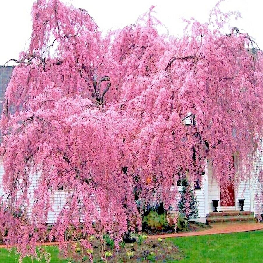 Weeping Sakura Cherry Blossom Tree Seeds - Prunus serrulata 'Pendula' - Fast Growing, Hardy, Pink Flowers, Garden & Landscape