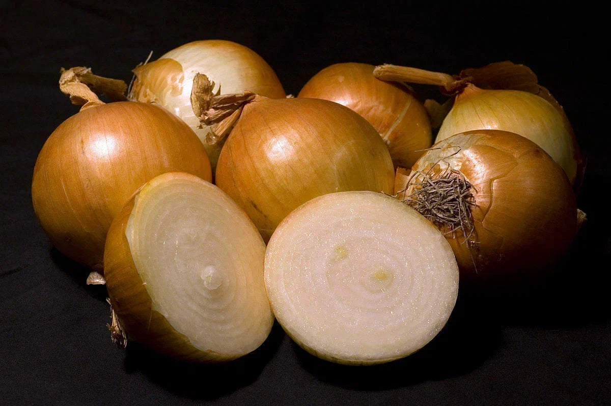 Walla Walla Sweet Onion Seeds - 500 Heirloom Non-GMO Allium cepa for Home Gardening