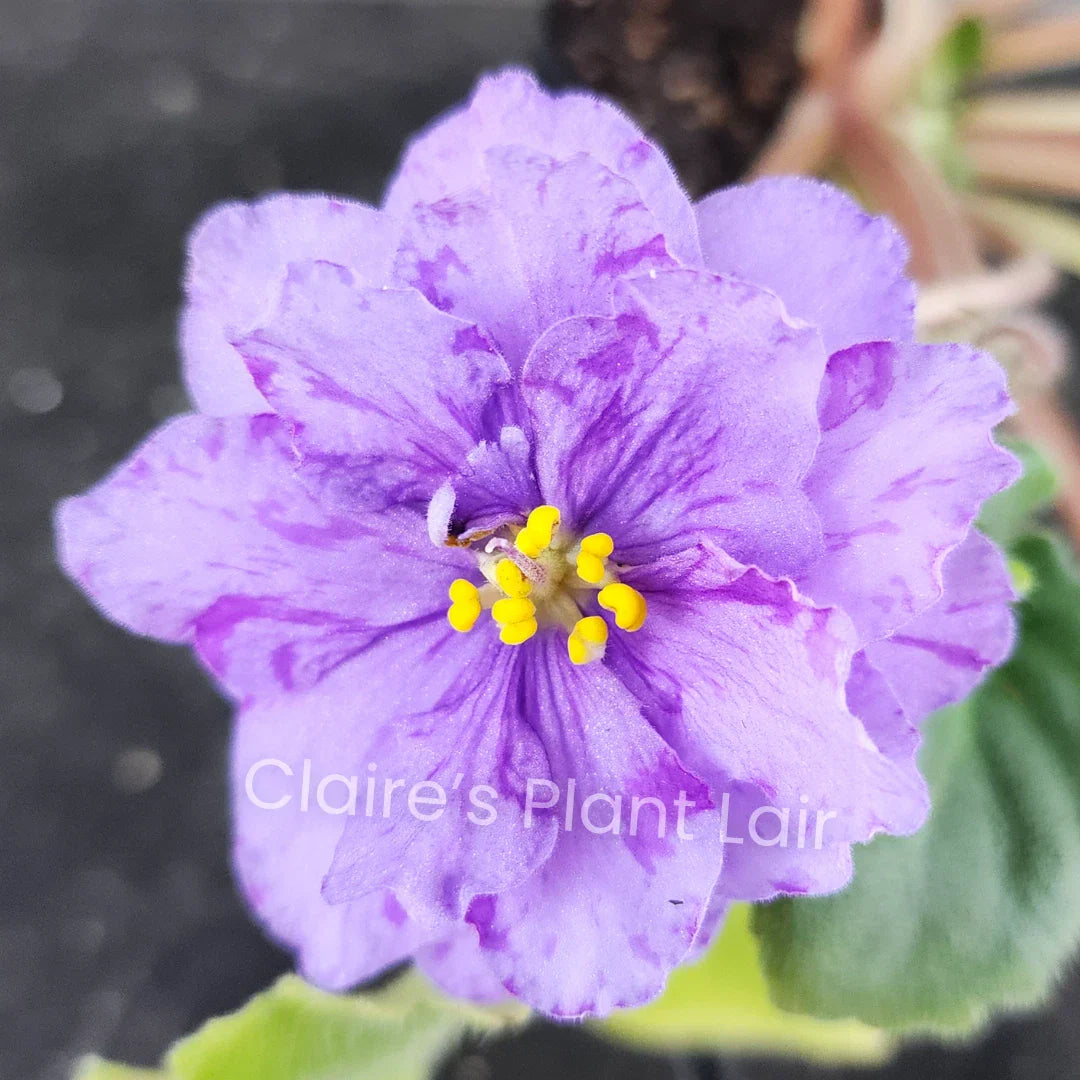 African Violet Leaf - ND-Northern Palmyra, Propagation Plant, Saintpaulia ionantha, Indoor Gardening, Vibrant Purple Blooms