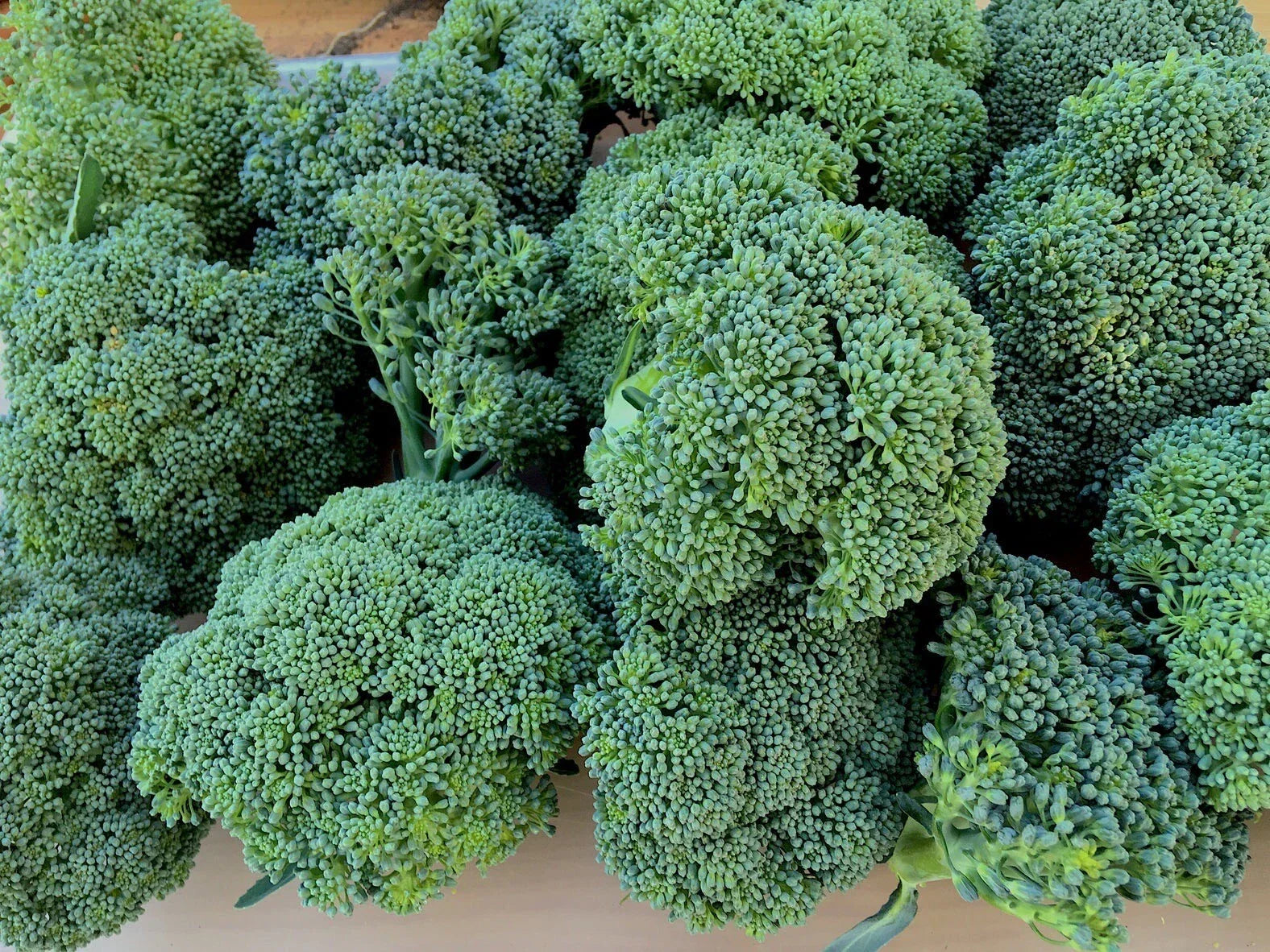 Calabrese Broccoli Seeds 250+ Heirloom Organic Non-GMO Brassica oleracea Green Sprouting Variety