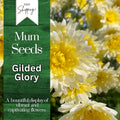 Chrysanthemum Seeds - Gilded Glory Variety, 200+ Annual Flower Seeds for Garden, Mum Flower Seeds, Bright Golden-Yellow Blooms