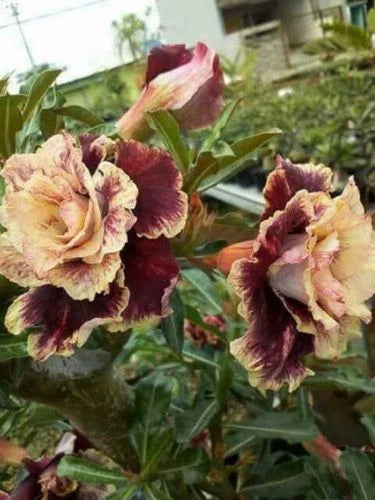 Desert Rose Seeds - 4 Cream Maroon Adenium Obesum Perennial Flowers for Garden, Indoor & Outdoor Planting