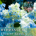 Bicolor Sonata Hydrangea Seeds - Non-GMO Flower Seeds for Borders & Containers - Hydrangea macrophylla, Blue to Pink Color Transition