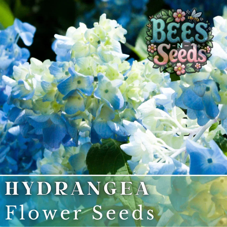 Bicolor Sonata Hydrangea Seeds - Non-GMO Flower Seeds for Borders & Containers - Hydrangea macrophylla, Blue to Pink Color Transition