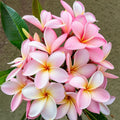 Pale Pink Plumeria Seeds - Frangipani Seeds for Garden, Hawaiian Perennial Flower, Plumeria rubra, Tropical Flower Seeds