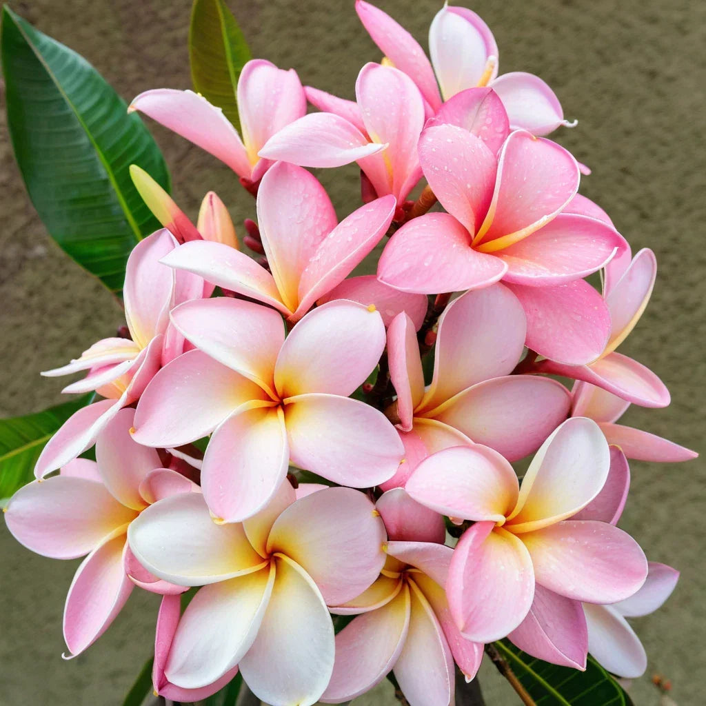 Pale Pink Plumeria Seeds - Frangipani Seeds for Garden, Hawaiian Perennial Flower, Plumeria rubra, Tropical Flower Seeds