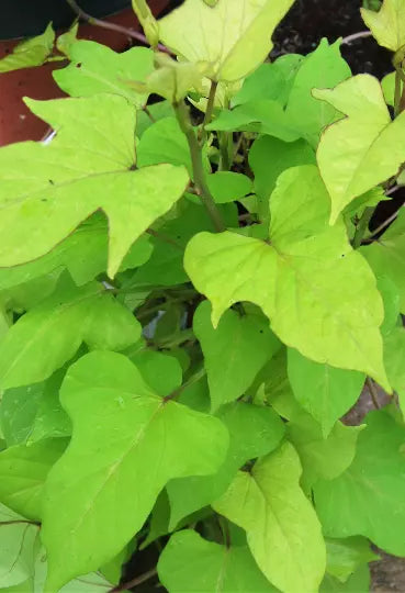 Sweet Caroline Lime Green Hybrid Ipomoea Batatas Flowering Vine Starter Plant