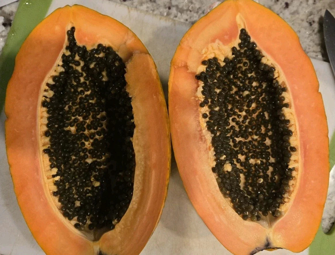 Red Heart Creamy Papaya Seeds - 50 Fresh Carica papaya Tropical Fruit Seeds for Home Garden & Container Gardening