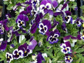 200+ Sorbet XP Purple Pansy Seeds - Viola tricolor var. hortensis Flower Seeds for Garden, Borders, Containers, Full Sun, Non-GMO
