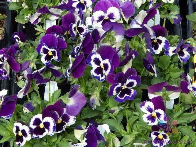 200+ Sorbet XP Purple Pansy Seeds - Viola tricolor var. hortensis Flower Seeds for Garden, Borders, Containers, Full Sun, Non-GMO