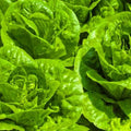 Tom Thumb Lettuce Seeds - Organic Heirloom Miniature Lactuca sativa for Container Gardening and Small Spaces