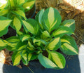 Vulcan Hosta Plants - Variegated Green Leaves - Shade Perennial - Hosta 'Vulcan' - Potted Garden Plant