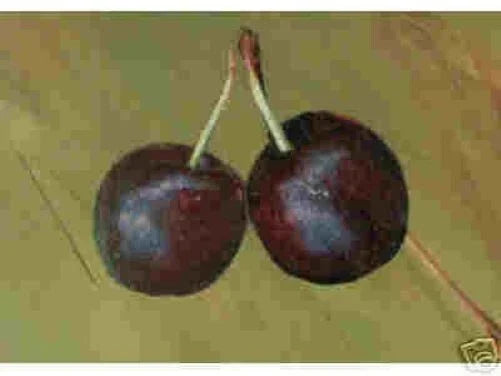 Hansen's Bush Cherry Seedling Live Plant – Hardy Fruit Shrub – Prunus japonica – Edible Cherry Bush for Garden or Container