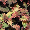 Coleus Smallwood Live Rooted Starter Plant - Colorful Foliage - Solenostemon scutellarioides Indoor Garden