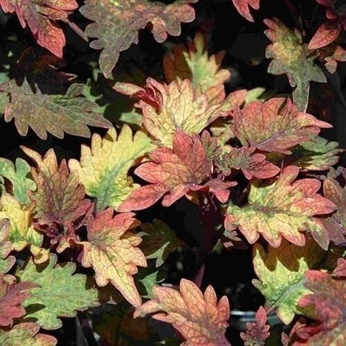 Coleus Smallwood Live Rooted Starter Plant - Colorful Foliage - Solenostemon scutellarioides Indoor Garden