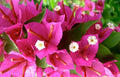 Pink Pixie Bougainvillea Starter Plant | Live Well Rooted Plug | Bougainvillea glabra for Garden & Patio