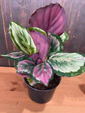 Eclipse Calathea Seeds - 25+ Calathea orbifolia Seeds for Indoor & Outdoor Gardening, Tropical Foliage Plant, Easy Grow
