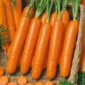 Little Finger Baby Carrot Seeds - Non-GMO, 1,500 Seeds, Daucus carota, Perfect for Home Gardening & Vegetable Gardens