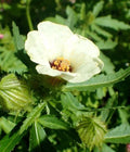 Hibiscus Seeds - 20 Pack - Yellow Flowering Perennial - Hibiscus trionum - Easy to Grow Garden Seeds for Borders & Containers