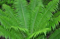 Ostrich Fern Bare Root - 3 Matteuccia Struthiopteris Fiddlehead Plants for Woodland Gardens