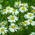German Chamomile Seeds – Organic Annual Herb, Matricaria chamomilla, 4000+ Seeds for Garden, Herbal Tea & Borders