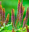 False Indigo Bush Seeds - Amorpha fruticosa Shrub Seeds for Landscaping, Pollinator Attractant, 100+ Seeds