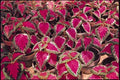 Coleus Seeds - Color Pride Variety - 40 Fresh Plectranthus scutellarioides Seeds for Garden & Container Planting