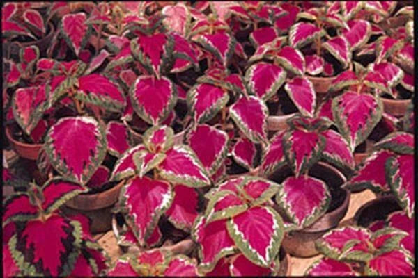 Coleus Seeds - Color Pride Variety - 40 Fresh Plectranthus scutellarioides Seeds for Garden & Container Planting