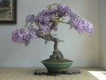 Bonsai Tree Seeds 50 Pack Royal Empress Tree Paulownia tomentosa Fast-Growing Indoor Outdoor