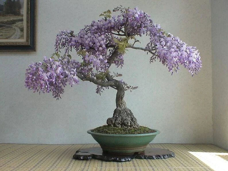 Bonsai Tree Seeds 50 Pack Royal Empress Tree Paulownia tomentosa Fast-Growing Indoor Outdoor