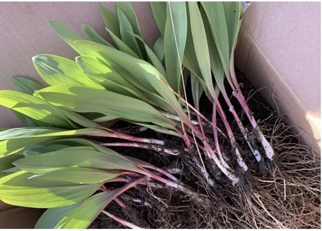 Organic Ramps Wild Leeks Bulbs for Planting | Allium tricoccum Bare Root, Easy to Grow, Outdoor Garden, USA Seller