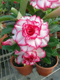Double Red White Desert Rose Seeds - Adenium Obesum Perennial Flower Seeds for Garden, Patio & Indoor Growth