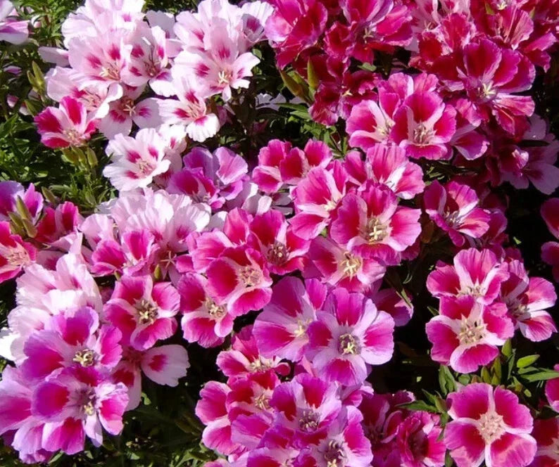 Godetia Seeds - 500 Pink and White Mix Organic Flower Seeds for Borders & Containers Clarkia amoena