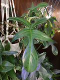 Philodendron Glad Hands Houseplant - Exotic Green Foliage - Easy Care Indoor Plant - Philodendron bipinnatifidum