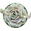 Echeveria Lola Succulent Plant in 4-Inch Pot, Rosette Shape, Indoor/Outdoor Decor, Fully Rooted, Low Maintenance