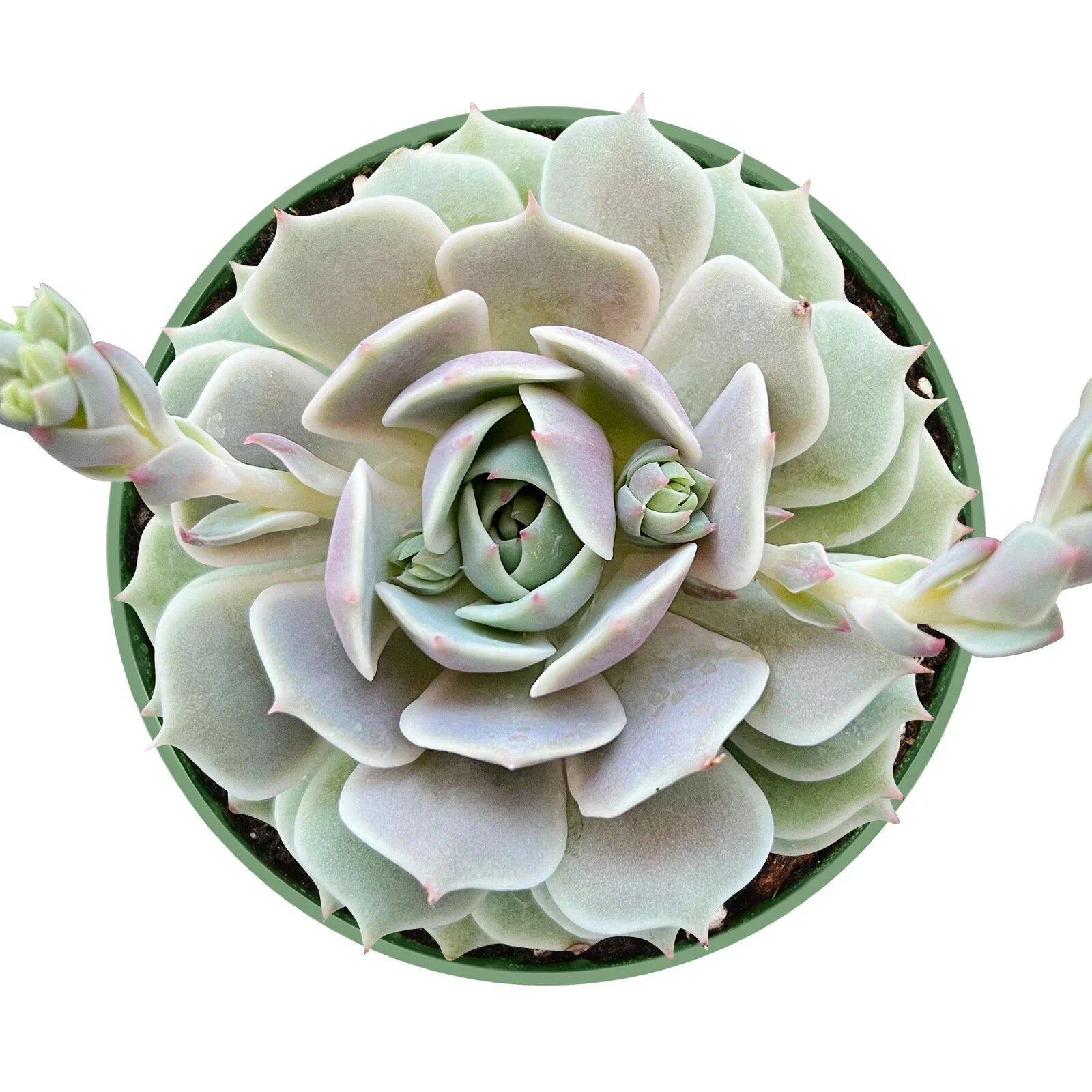 Echeveria Lola Succulent Plant in 4-Inch Pot, Rosette Shape, Indoor/Outdoor Decor, Fully Rooted, Low Maintenance