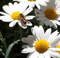 Ox Eye Daisy Seeds - Perennial Flower, Chrysanthemum leucanthemum, White Blooms, 1000+ Seeds for Garden, Borders & Wildflower Gardens